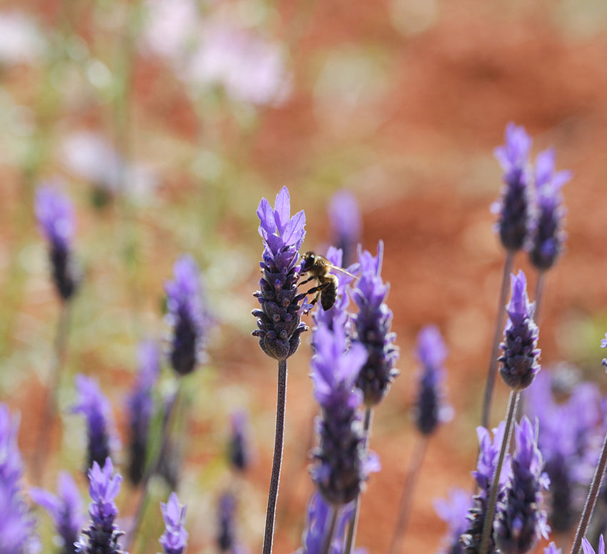 Jabón Natural de Lavanda